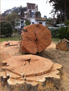 arbre et souche