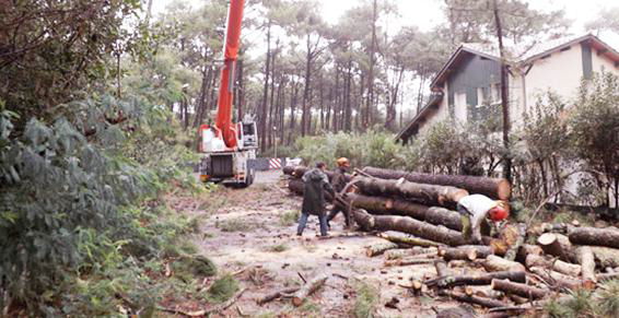 découpe arbre