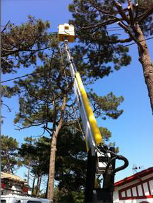 lagage arbre